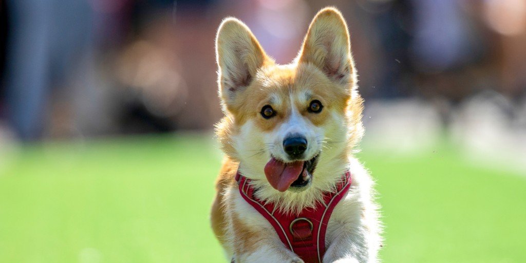Corgis gather in Vilnius for international race celebrating the beloved breed