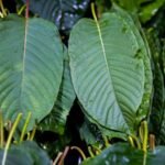 DEA classifies three kratom-related compounds as Schedule I substances, mirroring heroin and LSD