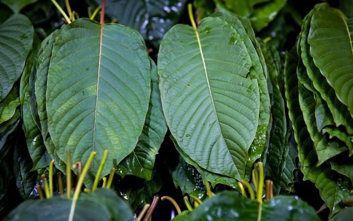 DEA classifies three kratom-related compounds as Schedule I substances, mirroring heroin and LSD