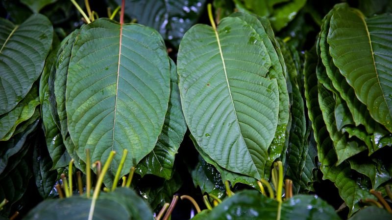 DEA classifies three kratom-related compounds as Schedule I substances, mirroring heroin and LSD