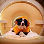 Dogs can interpret human emotions through facial expressions, study reveals