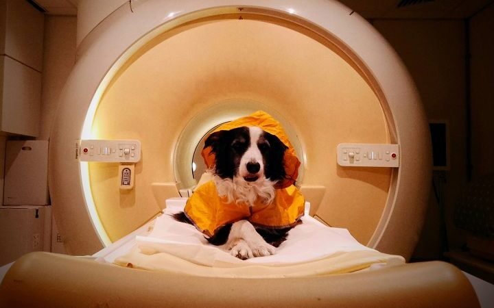 Dogs can interpret human emotions through facial expressions, study reveals