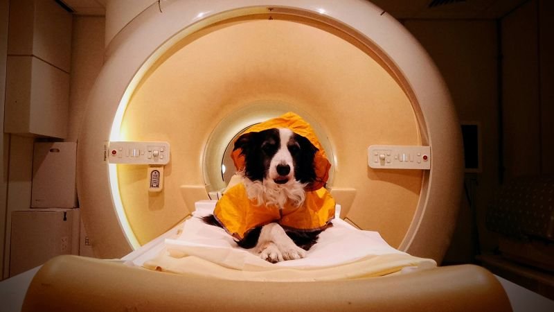 Dogs can interpret human emotions through facial expressions, study reveals
