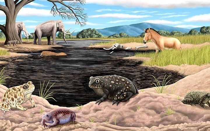 Extinct ice age toad species identified from fossils at La Brea Tar Pits