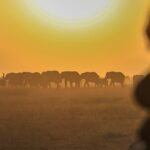 Farmers in Kenya challenge cyanide poisoning claims in deaths of 15 elephants