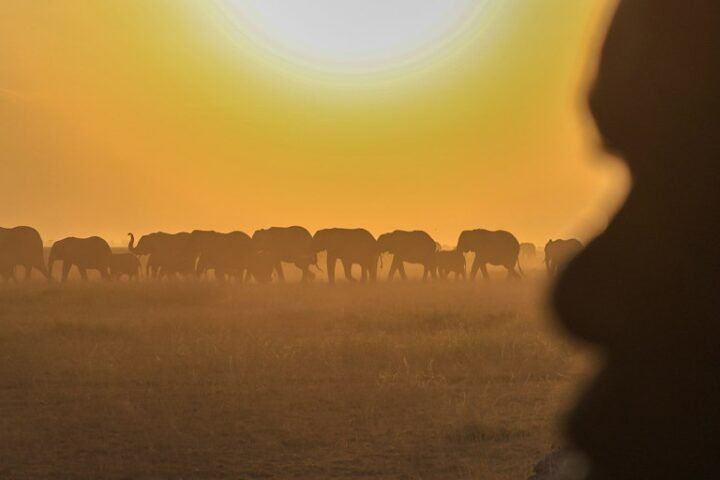Farmers in Kenya challenge cyanide poisoning claims in deaths of 15 elephants