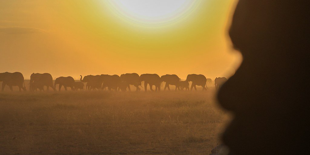 Farmers in Kenya challenge cyanide poisoning claims in deaths of 15 elephants
