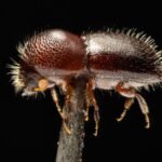 Invasive beetle threatens global tree populations and costs economies billions