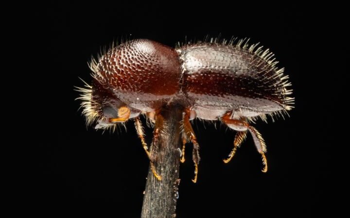 Invasive beetle threatens global tree populations and costs economies billions