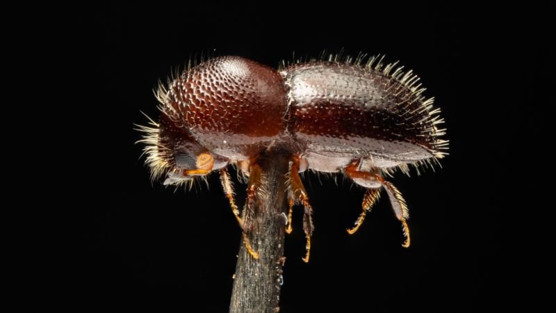 Invasive beetle threatens global tree populations and costs economies billions