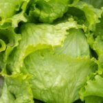Is iceberg lettuce safe to eat now as cyclosporiasis outbreak wanes?