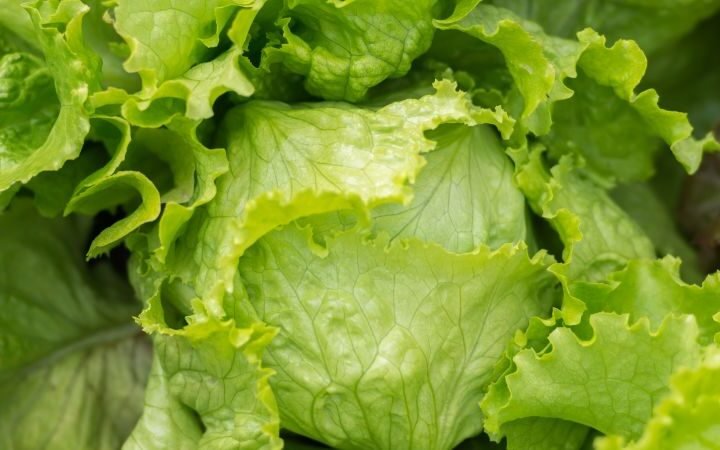 Is iceberg lettuce safe to eat now as cyclosporiasis outbreak wanes?