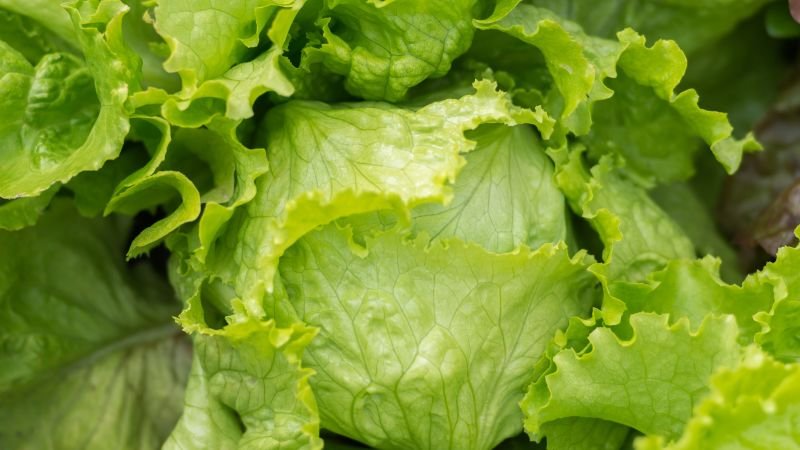 Is iceberg lettuce safe to eat now as cyclosporiasis outbreak wanes?
