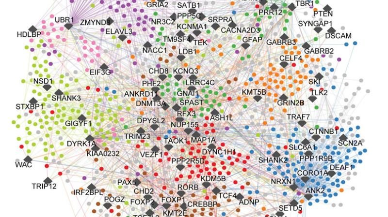 New autism mapping study reveals insights for targeted therapies
