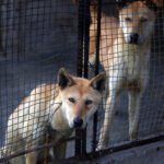 North Korean media promotes dog-meat soup as coping strategy during extreme heat wave