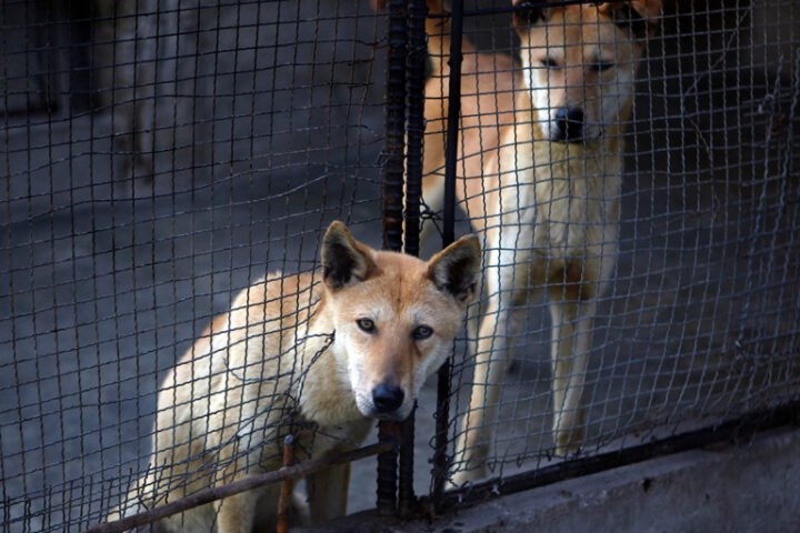 North Korean media promotes dog-meat soup as coping strategy during extreme heat wave