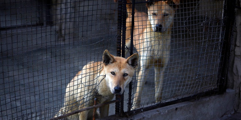 North Korean media promotes dog-meat soup as coping strategy during extreme heat wave