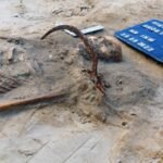 Scientists investigate 400-year-old 'vampire' burial of young woman in Poland