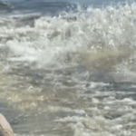 Video captures hippo charging at tourists' boat in Botswana