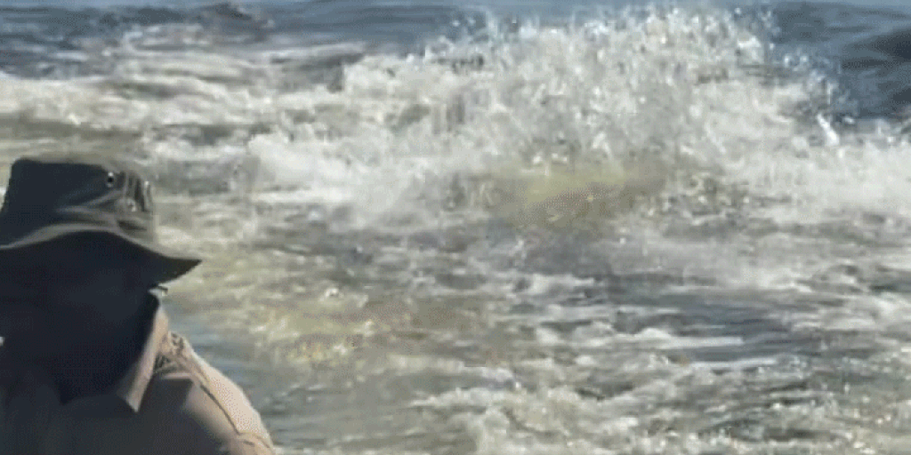 Video captures hippo charging at tourists' boat in Botswana