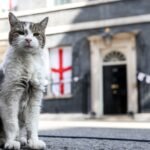 Andy Burnham considers cat for No10 North as Larry the Cat thrives in Downing Street