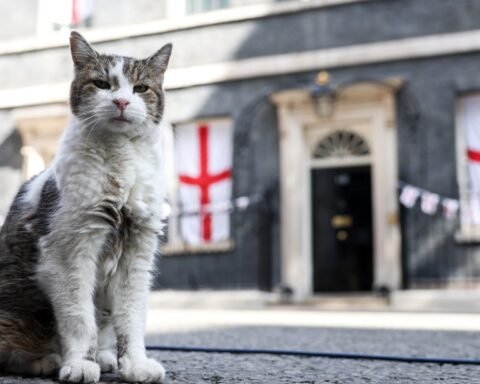 Andy Burnham considers cat for No10 North as Larry the Cat thrives in Downing Street