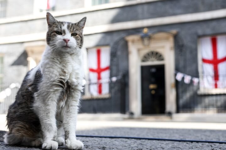 Andy Burnham considers cat for No10 North as Larry the Cat thrives in Downing Street