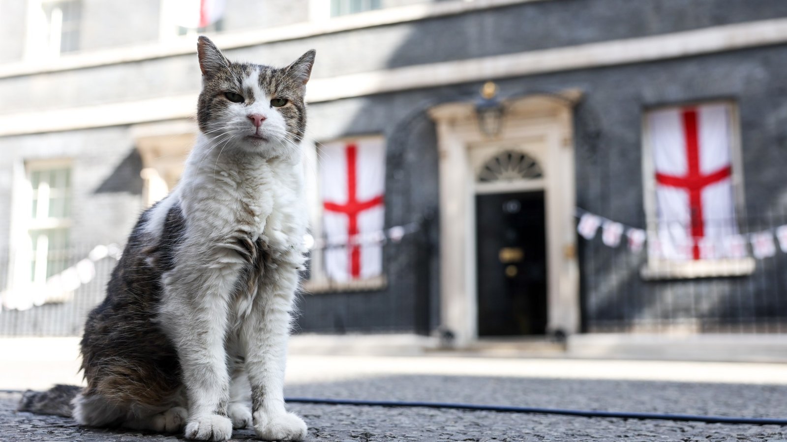 Andy Burnham considers cat for No10 North as Larry the Cat thrives in Downing Street