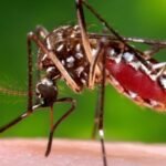 Dengue fever confirmed as cause of first death in Florida outbreak