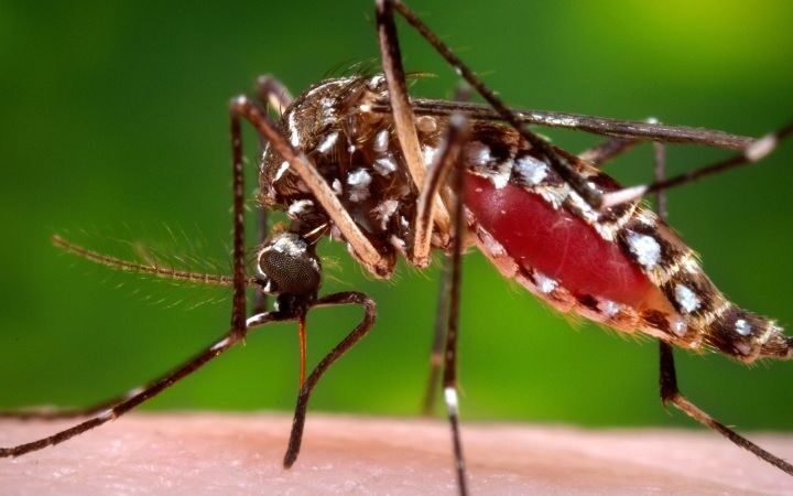 Dengue fever confirmed as cause of first death in Florida outbreak