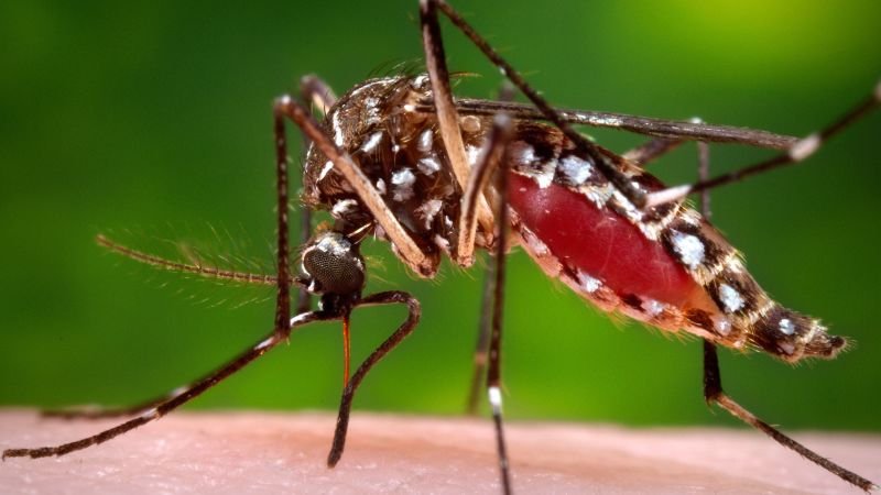 Dengue fever confirmed as cause of first death in Florida outbreak