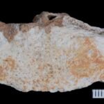 Denisovan fossils unearthed in China shed light on ancient human relatives' lifestyles
