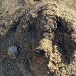 First trackway of T. rex discovered in North Dakota by science teacher