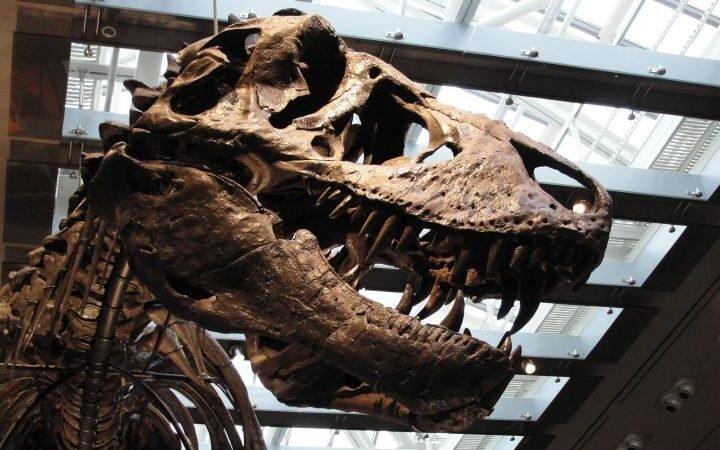 Fossil evidence suggests Tyrannosaurus rex was warm-blooded, thriving in cold environments