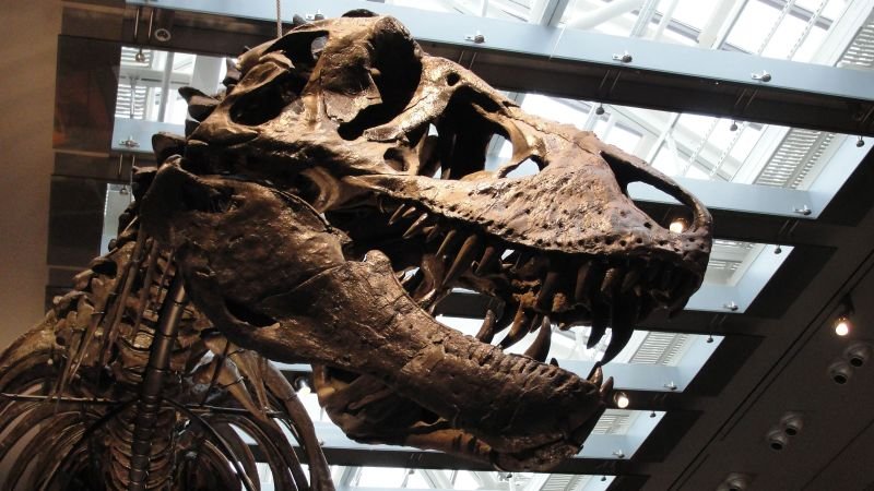 Fossil evidence suggests Tyrannosaurus rex was warm-blooded, thriving in cold environments