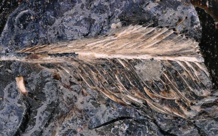 Fossilized bird feathers from dinosaur droppings shed light on survival during mass extinction