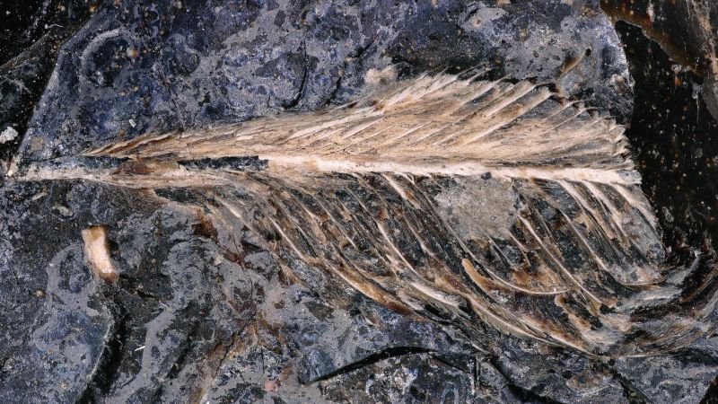 Fossilized bird feathers from dinosaur droppings shed light on survival during mass extinction