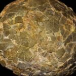 Fossilized titanosaur eggs discovered in southern Argentina reveal nesting habits at high latitudes