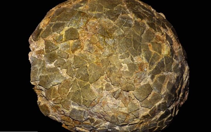 Fossilized titanosaur eggs discovered in southern Argentina reveal nesting habits at high latitudes