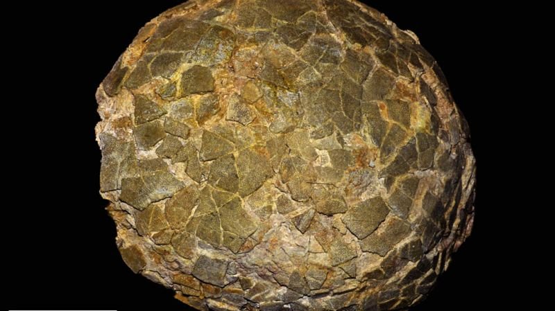 Fossilized titanosaur eggs discovered in southern Argentina reveal nesting habits at high latitudes