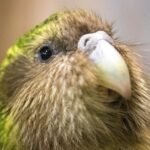 Kakapo parrot population in New Zealand rises to 325 after record breeding season