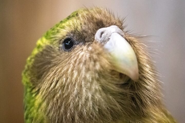 Kakapo parrot population in New Zealand rises to 325 after record breeding season