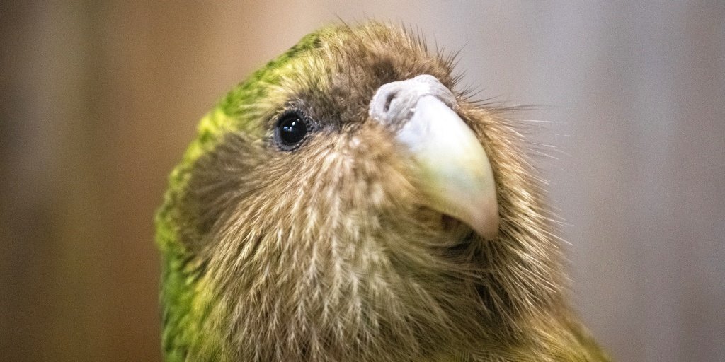 Kakapo parrot population in New Zealand rises to 325 after record breeding season