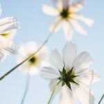 Navigating late blooming in sexual experiences: insights from therapists