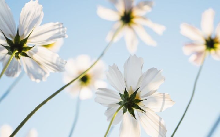 Navigating late blooming in sexual experiences: insights from therapists