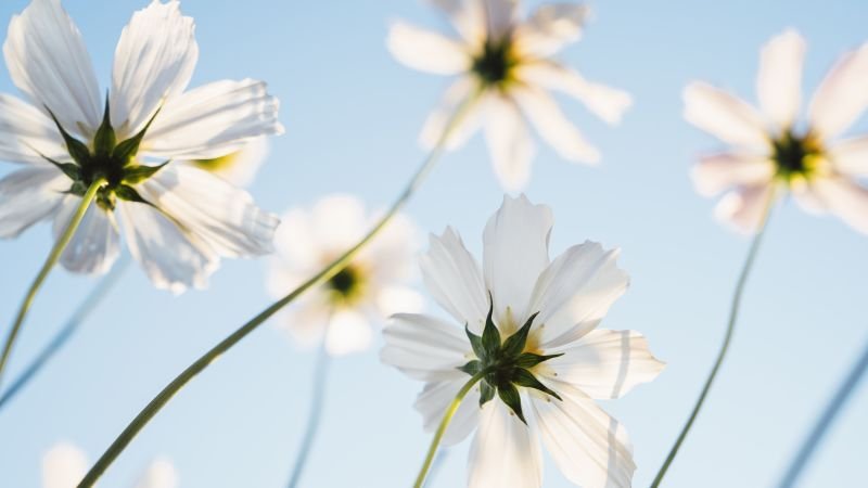 Navigating late blooming in sexual experiences: insights from therapists
