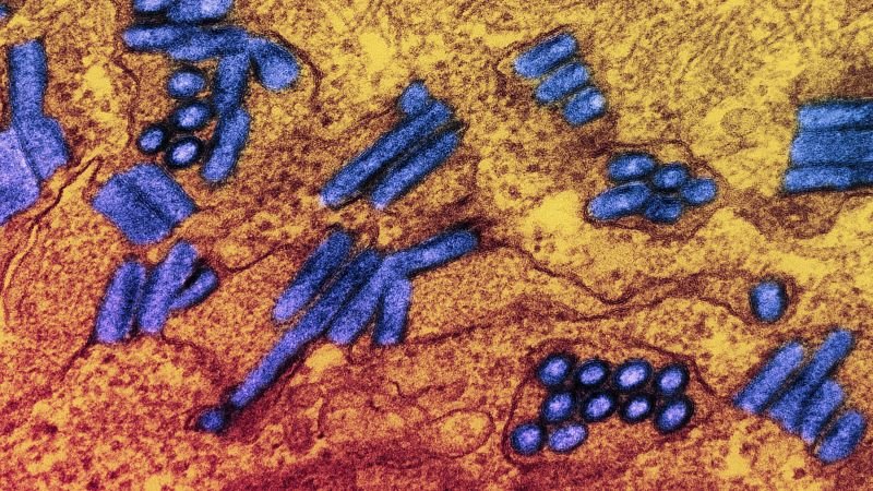 Nearly 300 people evaluated for rabies after exposure to infected goats in North Carolina