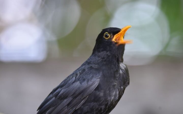 New study reveals why humans enjoy certain birdsongs over others