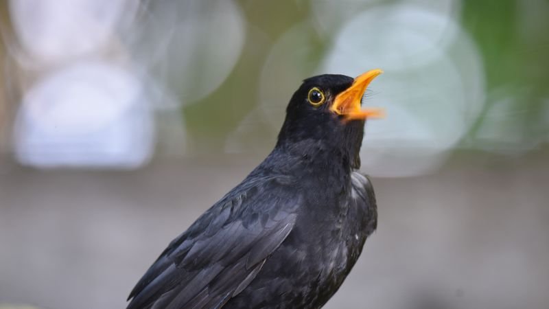 New study reveals why humans enjoy certain birdsongs over others