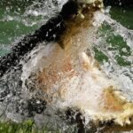 Organisers approve crocodile-populated river for rowing events at Brisbane 2032